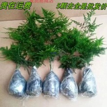 ��������ֲ���҃��k���ҾGֲ���ܺ��B�辰ˮ�ఫ�����������