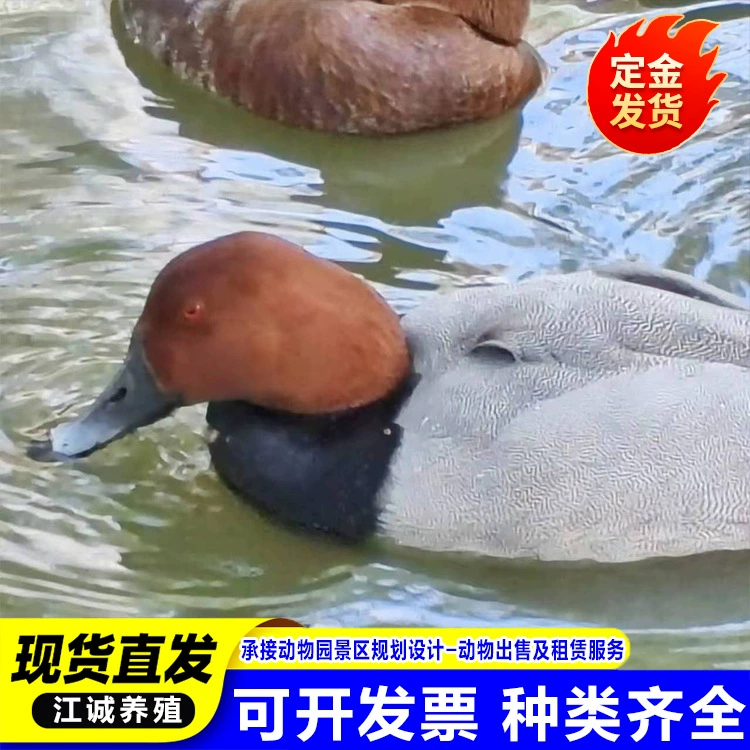 Красношапочные утки оптом, декоративные утки для парков, красношапочные утки, милые питомцы, живые поставки