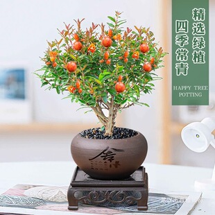 Сʯ�������ļ��_���������҃ȾGֲ�辰�͏d�k��������ֲ���̨