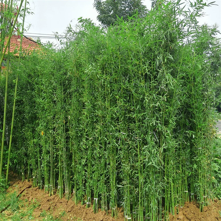 Оптовые продажи бамбуковых саженцев, декоративные бамбуковые растения для озеленения двора, стены двора, озеленение балконов дома, зеленые бамбуковые саженцы в горшках