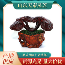 灵芝盆栽 批发灵芝盆景 灵芝盆栽 灵芝菌包 活体灵芝菌种