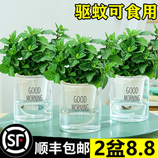 ���ʱ������Կ�ʳ���Ե��㱡���~����ò�ˮ����B�����҃ȾGֲ��