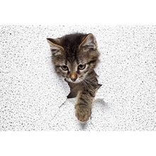 ����T�����_�| �Ơ������ɐۄ��﷽�οɲü����P���ȽzȦ�؉|