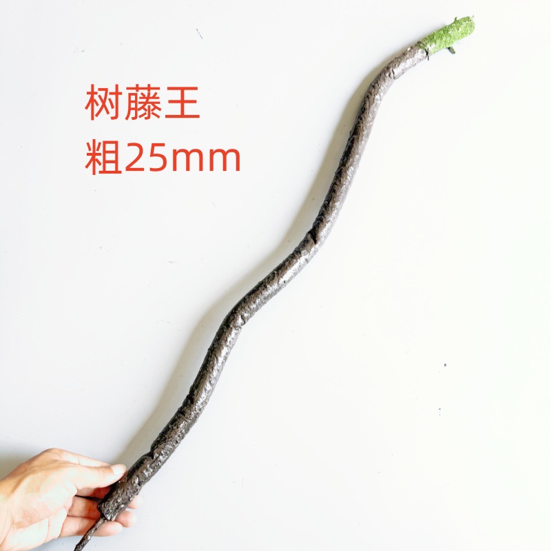 树藤王