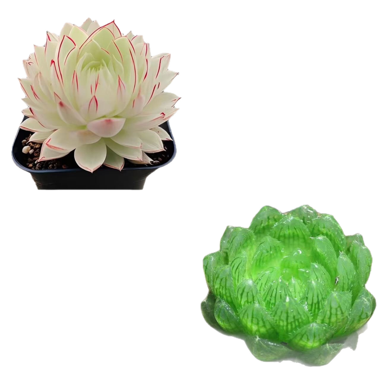 Nuevo producto Baizi Yulu combinación de plantas suculentas en maceta novatos buena carne de oficina balcón flores de la luz image 6