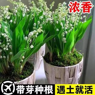 Cold-Resistant and Frost-Resistant Lily of the Valley Seedlings with Buds and Roots Potted Plant Bulbs Indoor and Outdoor Green Plants