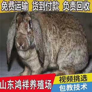 �����Bֳ����ֱ�����|���͹����÷N�ô������������l�����^�p��