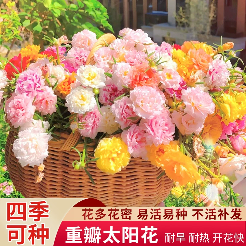 Семена подсолнечника с двойными цветками цветут в любое время года и легко выращиваются, маленькие ромашки, семена цветов в горшках Gesanghua для внутреннего и наружного балкона.