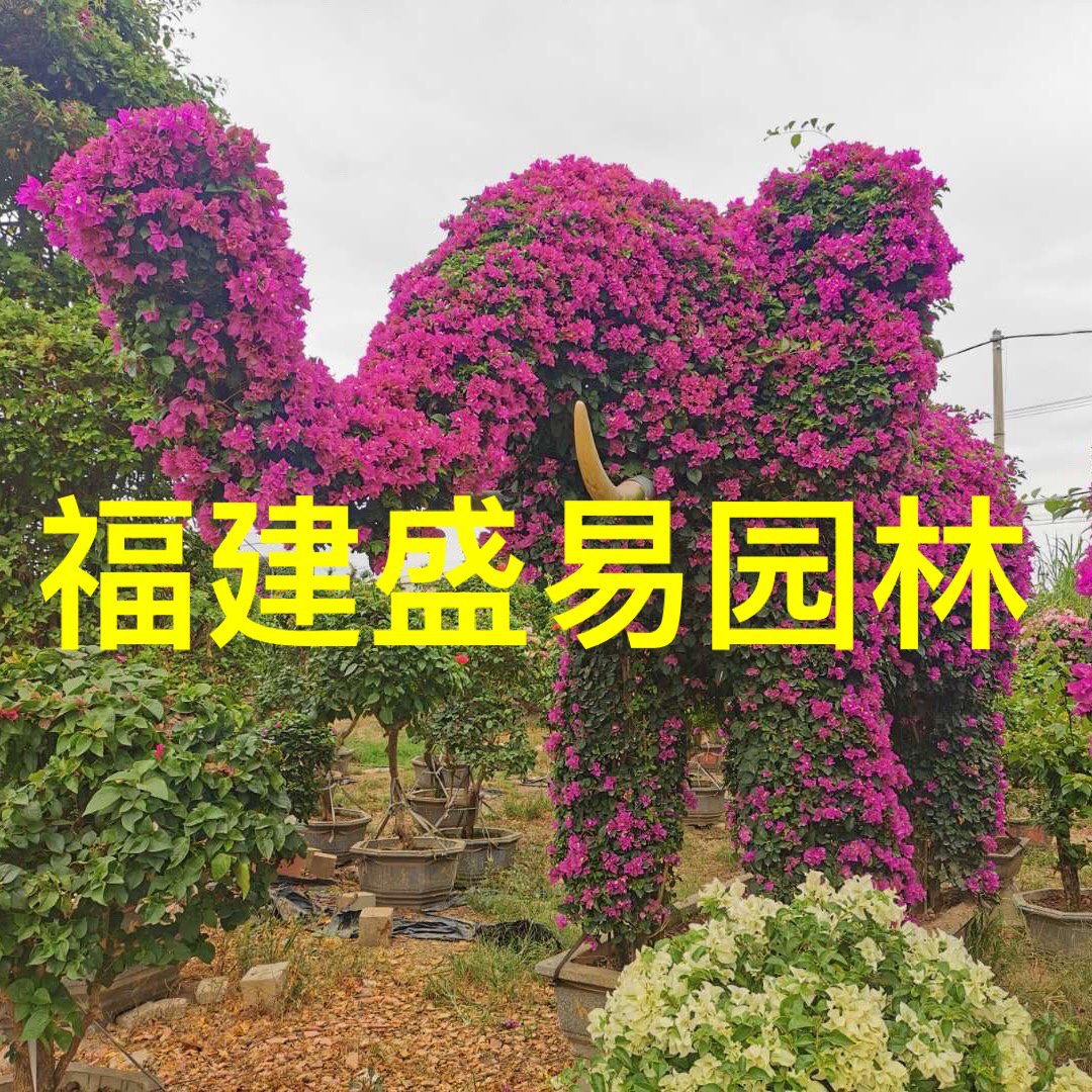 动物造型三角梅批发 大象牛羊龙孔雀凤凰蛇三角梅 勒杜鹃 九重葛
