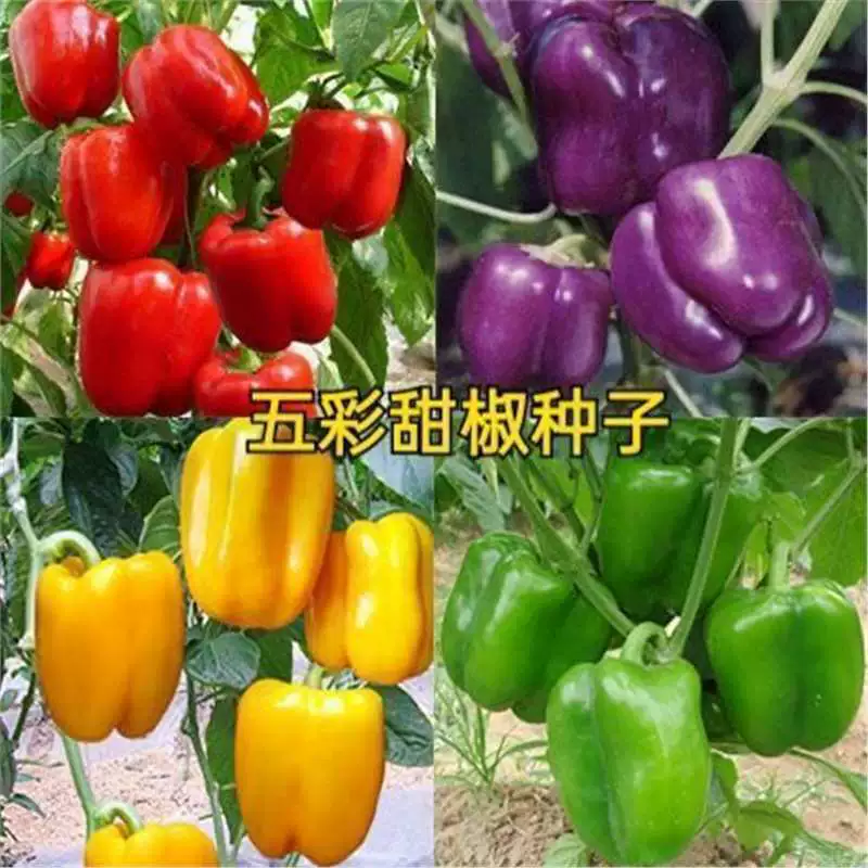 Красочные Сладкий Перец Семена Красный Перец Желтый Зеленый Перец Высокая Урожайность Четыре Сезона Горшечный Перец Красочный Весна Лето Осень Южные Семена Овощей