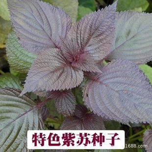 ���K�N�ӿ�ʳ�üt���K�N�Ӵ��~���K�N���ļ��͟��̨�����߲˷N��