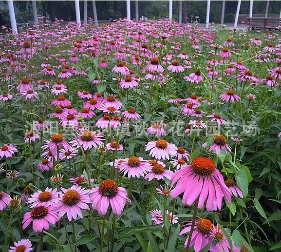 Эхинацея пурпурная семена Эхинацея цветок встреча дикий цветок семена озеленение двор длительный период цветения морозостойкие многолетние осенние посев
