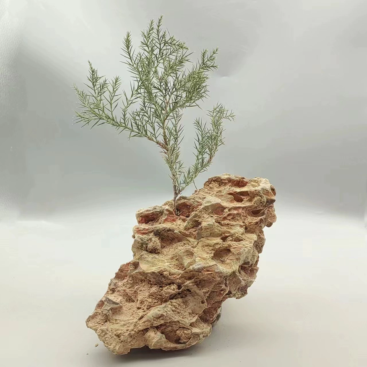 Заводская поставка Сосновый камень 5-40 см аквариум двор бонсай микропейзаж Скалистый сад Ландшафтный дизайн спецификации