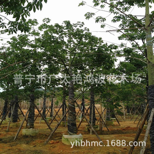 �V�|�Ռ���ľ���G��ͥԺ�OӋ������ľ�����˘乫�@С�^�е��^����