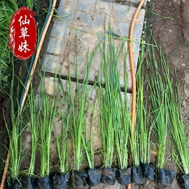 宿根花卉;一二年生花卉;灌木