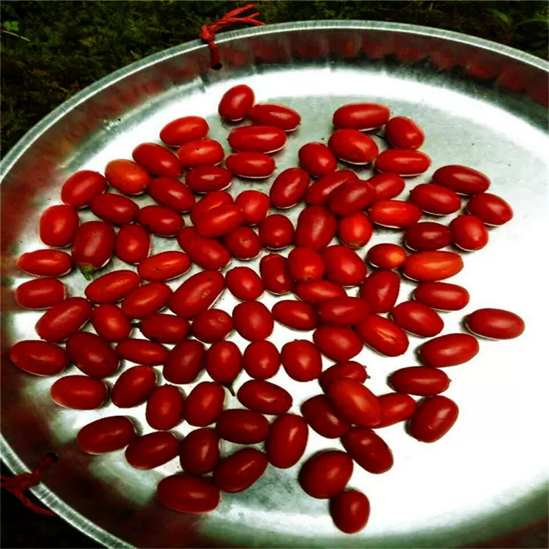 基地批发穗花杉树苗种子扦插枝条经济造林苗木别墅庭院室内