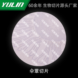 Umbrella Slice Biological Microscope Specimen Animal and Plant Cell Slides Observation Experimental University