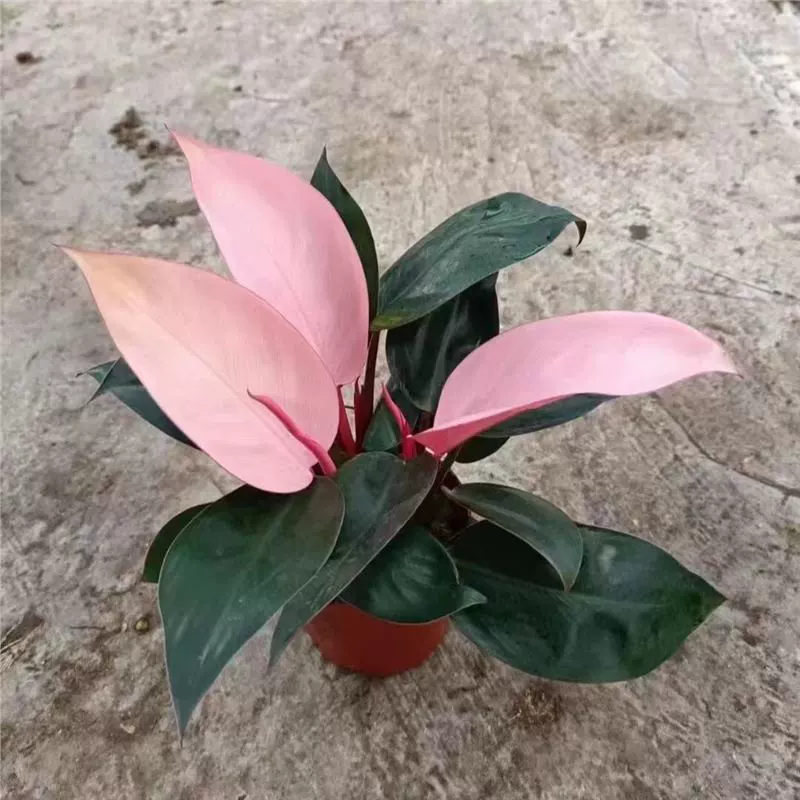 Розовые алмазные гидропонные растения, комнатные зеленые растения, розовая принцесса монстера, легкие в уходе растения для гостиной и офиса для удаления формальдегида