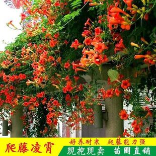 American Wisteria Seedlings Climbing Wall Chinese Old Stump Cold-Resistant Potted Balcony Greening Courtyard Climbing Flower Saplings