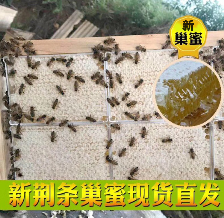 蜂巢蜜  山花巢蜜批发 蜂巢 批发土蜂蜜500g巢加蜜 蜂蜜