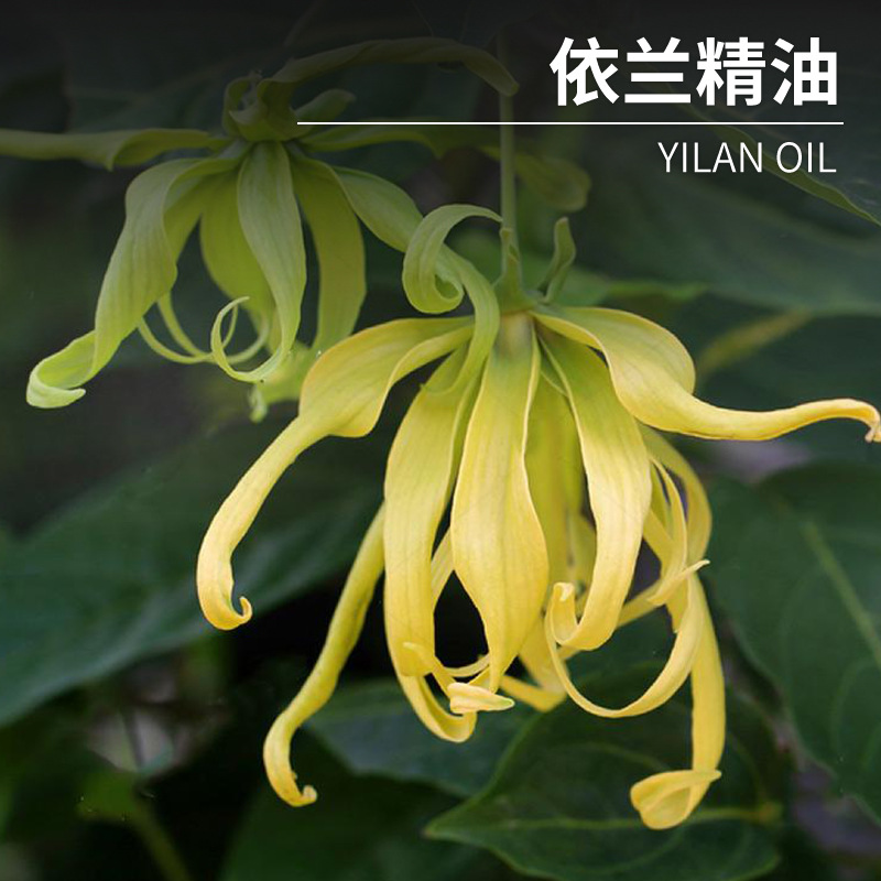 厂家直供依兰精油现货 依兰油植物单方精油按摩化妆日化原料供应-阿里巴巴