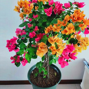 ����÷���Ԙ��������Ϙ��������l؛�ļ��_���������ټ޽Ӷ�ɫ�r��