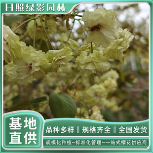 ���С���ĥ���t��ѻ�����2���ֵăr�� ���ع�������� �ѻ���