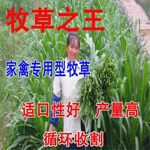 ���ݷN��ι�u��ţ���i�~�þ��Ķ������������ļ������׷N���׹���