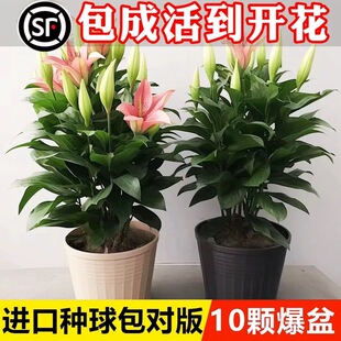 Lily Flower Bulbs, Perfume Lilies, Bloom in All Seasons and Are Good for Feeding Florals and Plants, Indoor and Outdoor Flower Seedlings, Potted Flower Seeds