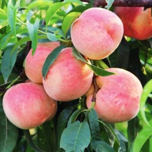 Peach Tree Seedlings Grafted Peach Saplings Peach Saplings Yellow Peach Saplings Bear Fruit in the Same Year Saplings Planted in the South and North