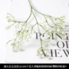 Ordinary model gypsophila white
