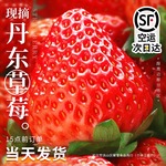 丹东99草莓新鲜水果应当季红颜奶油现货九九牛奶大整箱3顺丰包邮