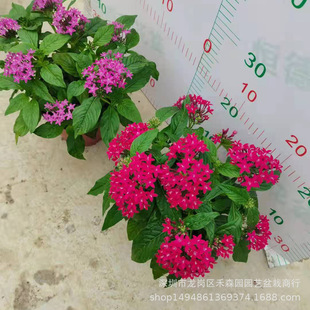 ���ǻ�����ͥԺ�̨�_��ֲ�ﷱ�ǻ����玧�����͕���B���@�쾰��