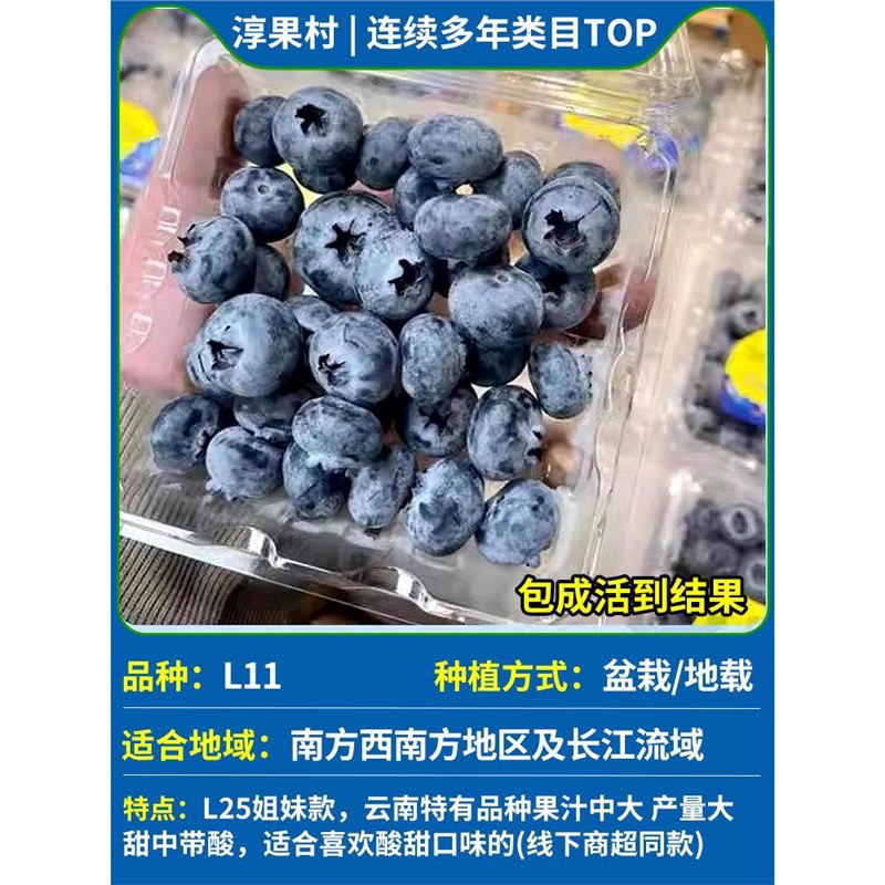 [과일이 있는 큰 모종] L11 높이 50-60cm (운남 고유 품종, 온라인 및 오프라인 슈퍼마켓에서 구입 가능)