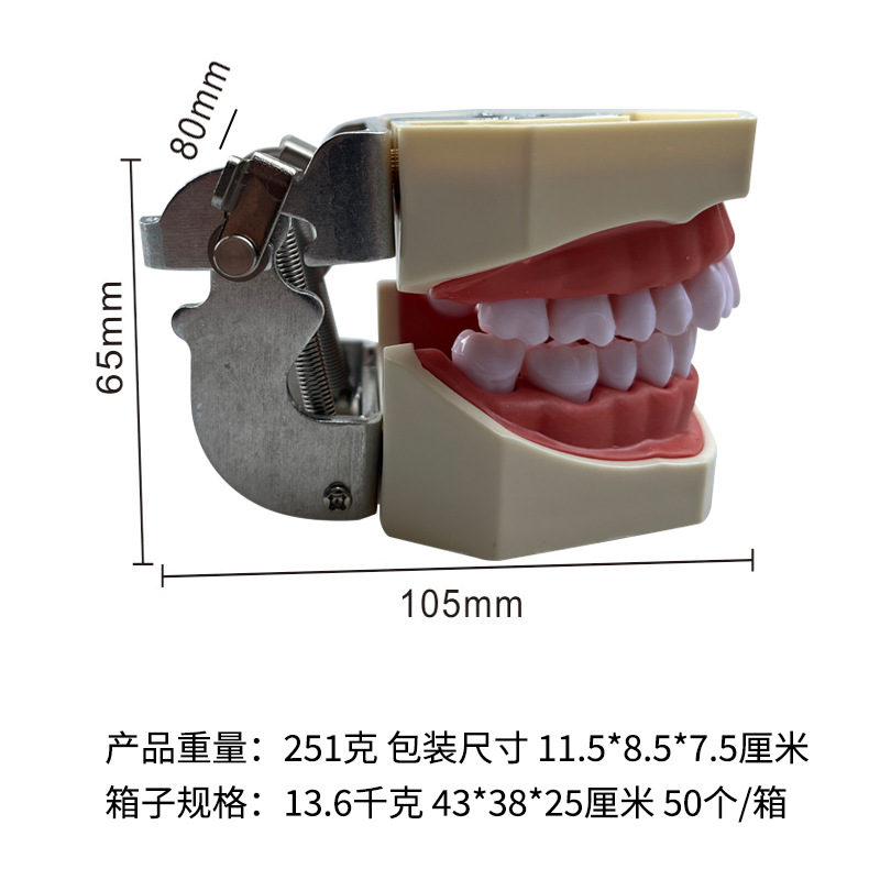 Modelo dental modelo de enseñanza oral 28 modelos de práctica de preparación de dientes modelo de diente desmontable de boca completa
