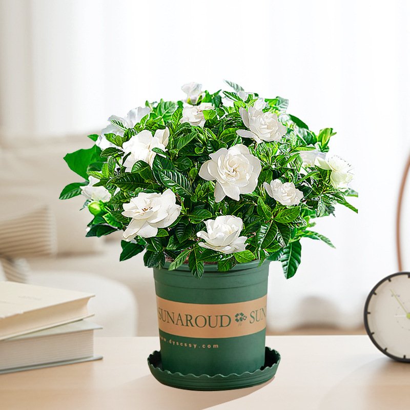 【새싹 있음】부티크 90#치자나무(메인사진 갤런화분) + 영양액