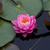 Mini Water Lily with Flowers Black Black Beauty Family Potted Hydroponic Plants Four Seasons Flower Bowl Lotus Root Block