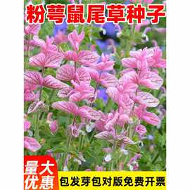 粉萼鼠尾草种子可食用洋苏草籽彩苞蝶形花坛盆栽耐热易活花园阳台