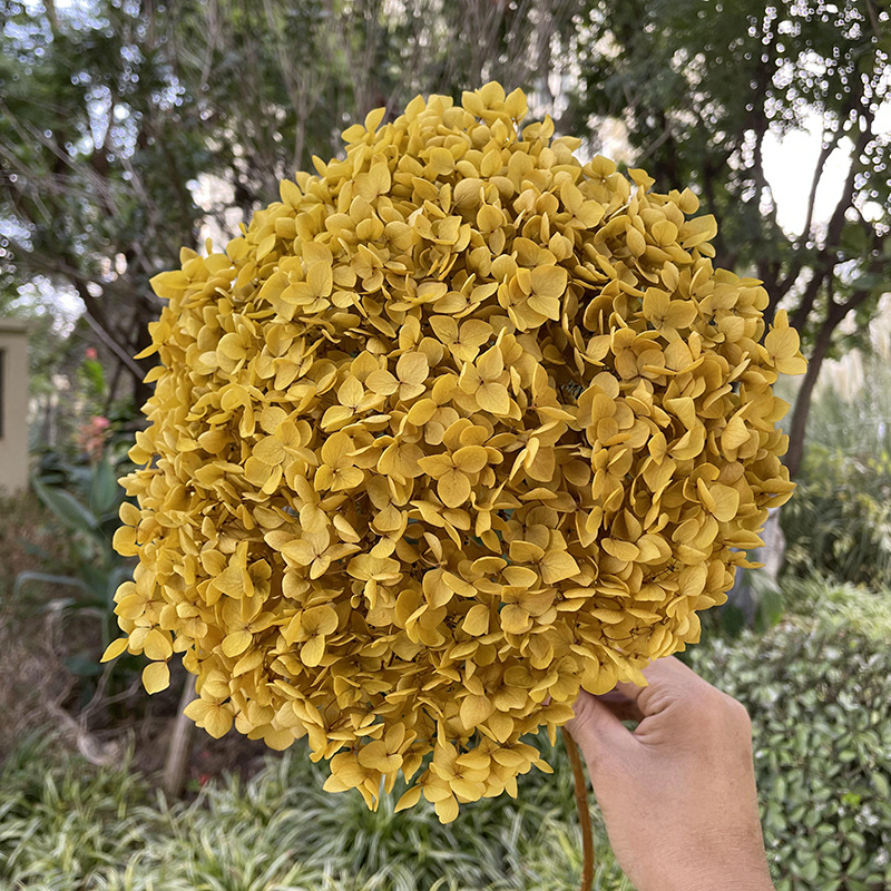 Yunnan Anna Hydrangea Flower Wholesale DIY Flower Preservation Flower Materiales de Regalo de Navidad