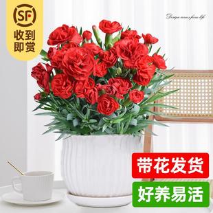 Carnation Potted Flower Seedlings with Buds, Fresh Florals, Indoor Balcony Green Plants, Easy to Feed, Blooming in All Seasons, for Mom