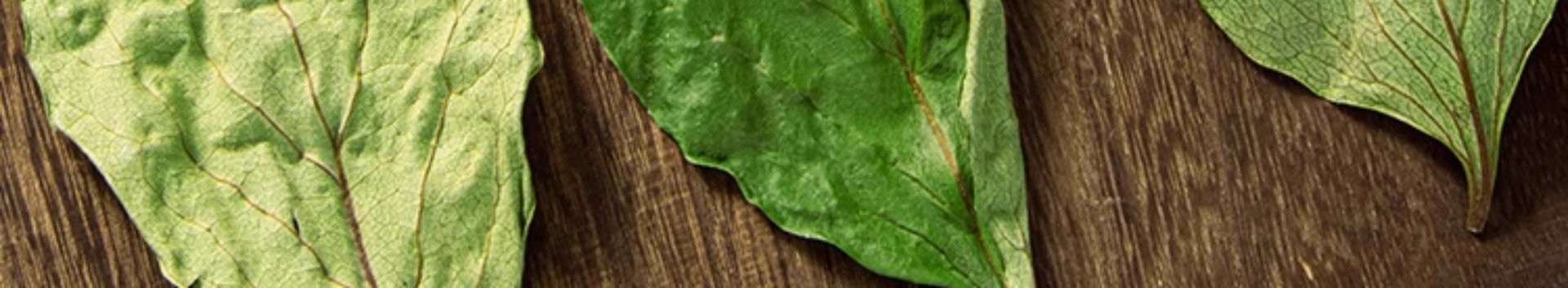 Dried Persimmon Leaf Tea Shi Ye 柿叶 100g Bag Herbal Infusion for Daily Wellness Brewing in use
