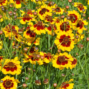 ��Ŀ�շN���׻��҃��ļ����Ի������컨��ֲ�ﻨ���Ĳ����N�����l