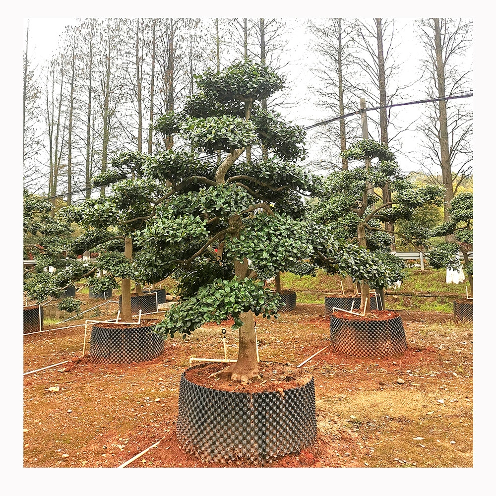 Без шипа в форме кости пень Золотой нефрит Маньчжурия форма пень счастливый фрукт форма пень Вилла двор