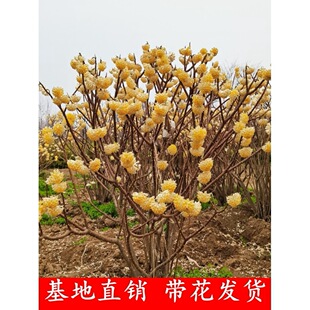 One Piece of Dropshipping Knot Fragrant Saplings, Clusters of Knot Fragrant Seedlings, Courtyard Landscaping, Knot Fragrant Flower Seedlings, Gold Waist Bag Knotted Flowers