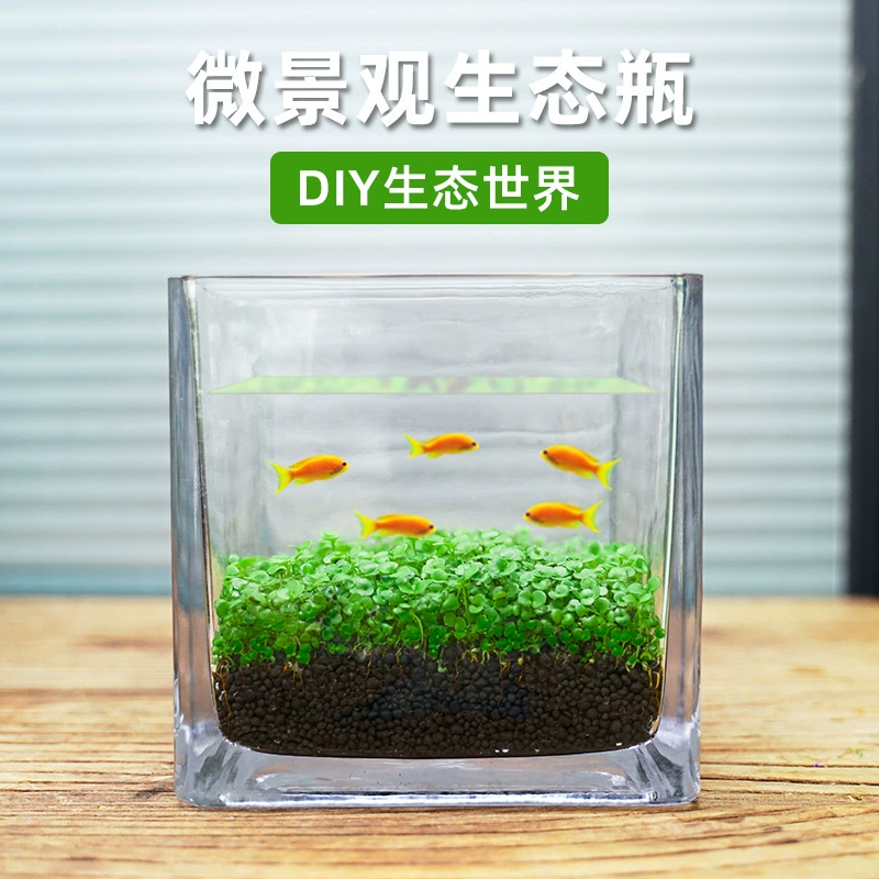 Экологическая бутылка Микро Пейзаж Рыбный пейзаж Борьба с рыбками Стеклянный резервуар Аквариум Офис Рабочий стол Гостиная Творческий просмотр Бесплатная смена воды