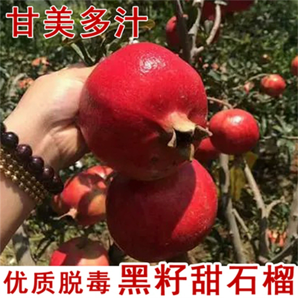 Новый сорт черного драгоценного камня черного семени сладкий саженец граната очень большой черный семя граната мягкий саженец граната семян посажены на юге и севере