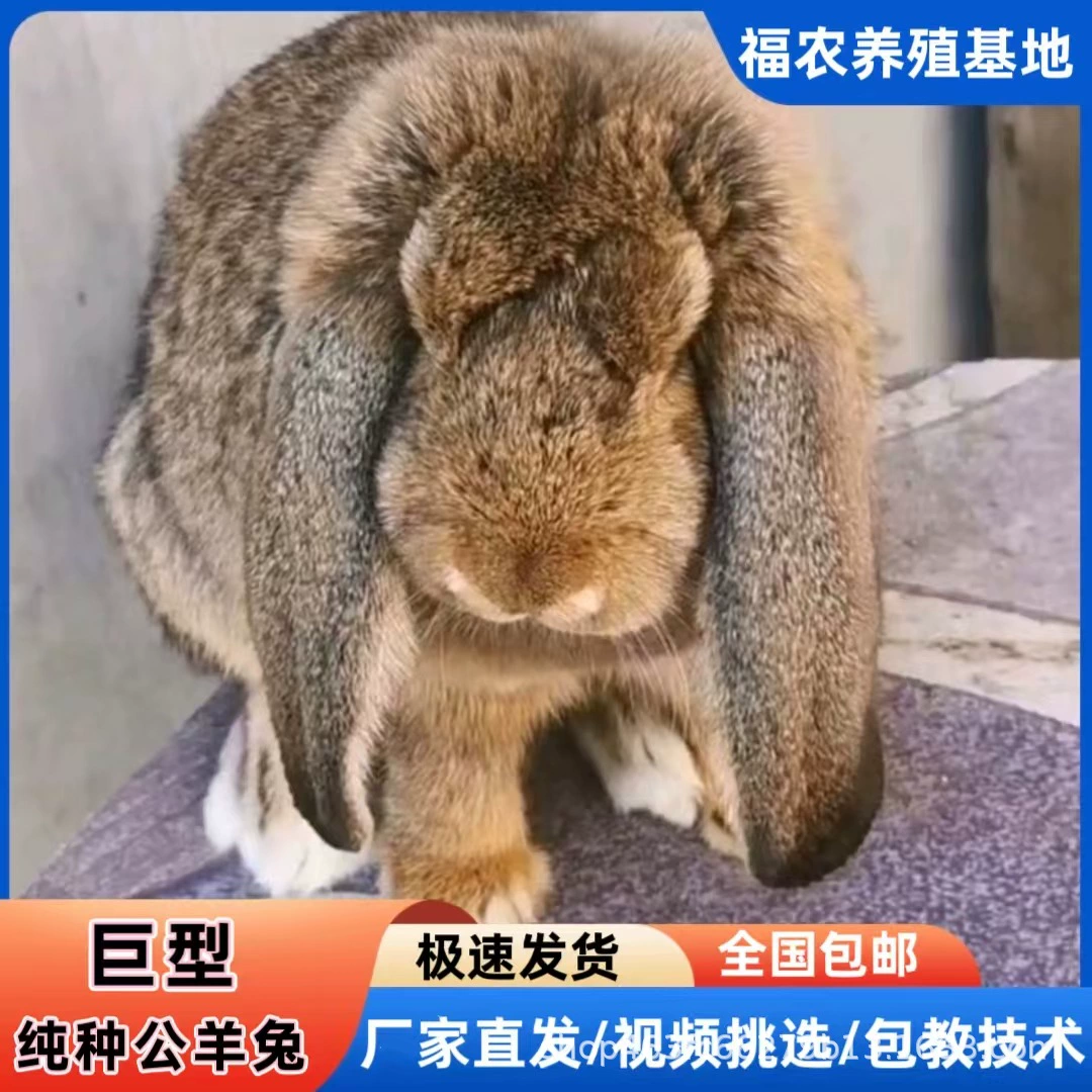 Гигантский кролик-баран живет, чистокровный сине-фиолетовый кролик-баран живет, серый кролик-баран с длинными ушами, доступен в нескольких цветах.