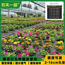 农业鲜花花卉专用多孔洋桔梗月桂牡丹芍药佛手玫瑰花打孔防草布