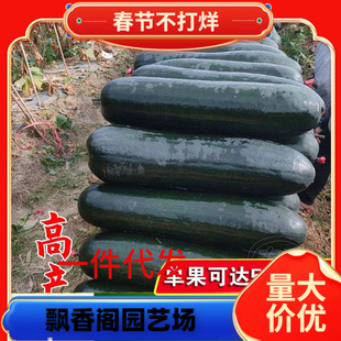 Dropshipping, Extra Large Giant Black-Skinned Winter Melon Seeds Crawling All over the Ground, High-Yielding Large Winter Melon, Potted Vegetables for All Seasons and Spring