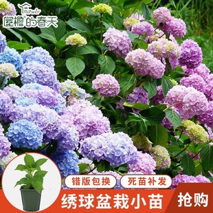 ���򻨷N�ӟo�M�Ļ��N���ļ��_���҃��׻�����Ի���ֲ�ﻨ�N��